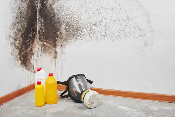 Best Professional Mold Removal  in Roosevelt Park, MI