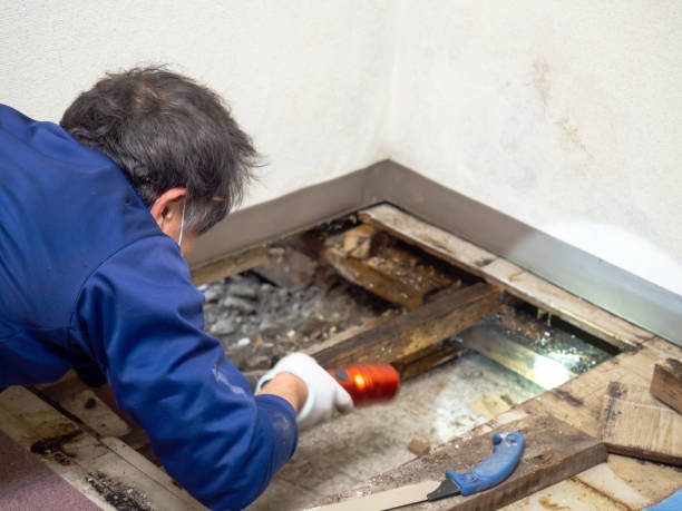 Best Attic Mold Removal  in Roosevelt Park, MI