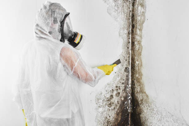 Best Mold Damage Repair  in Roosevelt Park, MI