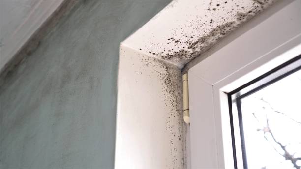 Office Mold Removal Services in Roosevelt Park, MI