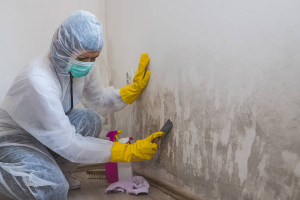 Professional Mold Removal in Roosevelt Park, MI