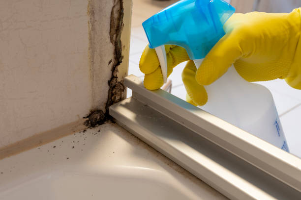 Mold Testing and Removal in Roosevelt Park, MI