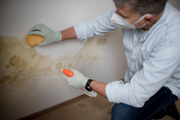 Best Mold Testing  in Roosevelt Park, MI