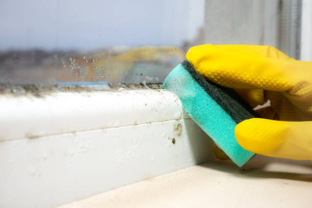 Best Same-Day Mold Removal  in Roosevelt Park, MI