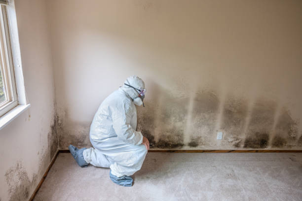 Professional Mold Removal in Roosevelt Park, MI