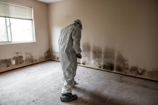 Best Crawl Space Mold Removal  in Roosevelt Park, MI