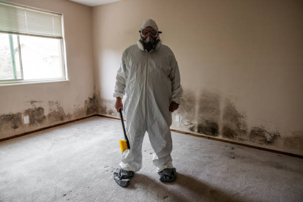 Home Mold Removal in Roosevelt Park, MI