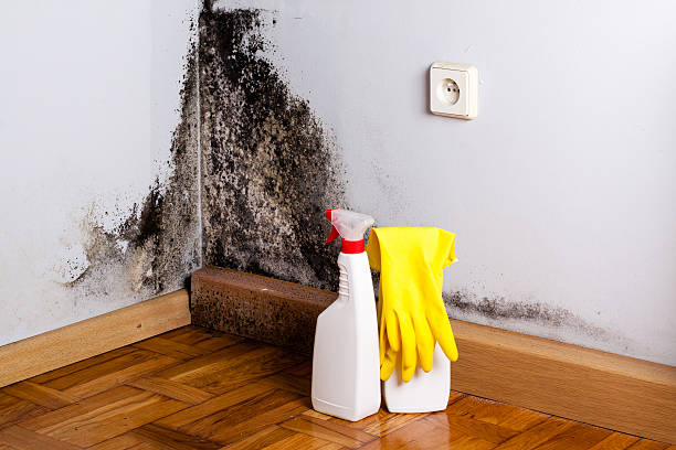 Best Fast Mold Removal  in Roosevelt Park, MI