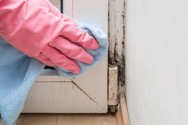 Best Residential Mold Removal  in Roosevelt Park, MI