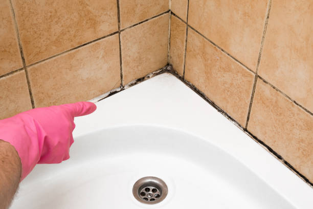 Best Mold Removal and Inspection  in Roosevelt Park, MI